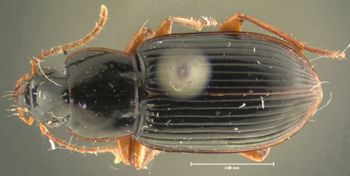 Media type: image;   Entomology 32980 Aspect: habitus dorsal view
